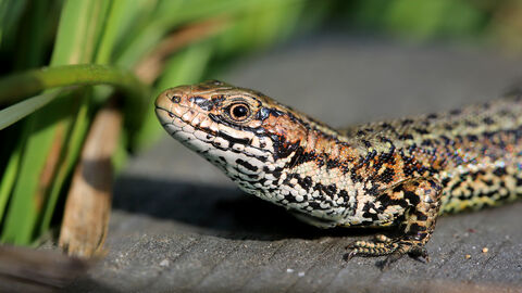 Common Lizard London Wildlife Trust common-lizard-london-wildlife-trust